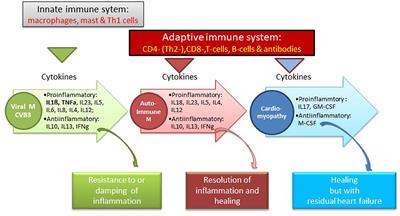 Cardio-Immunology of Myocarditis: Focus on Immune Mechanisms and Treatment Options